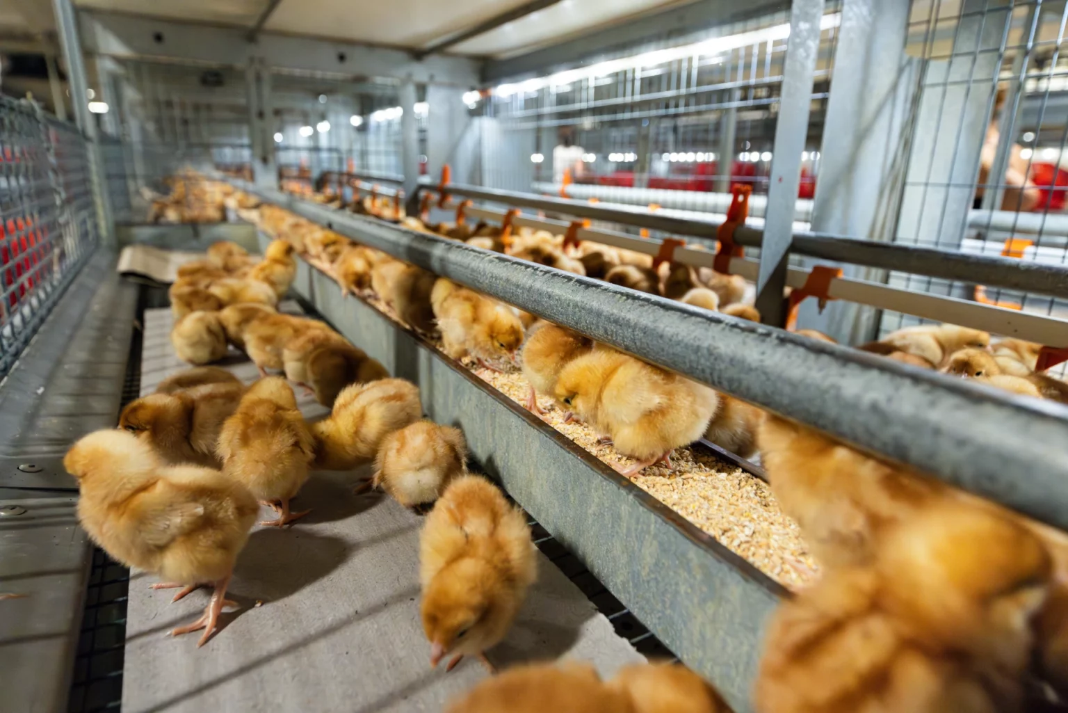 Foto: Legehennenküken in einem Stall für die Junghennenaufzucht (Copyright: Yavuz Arslan)